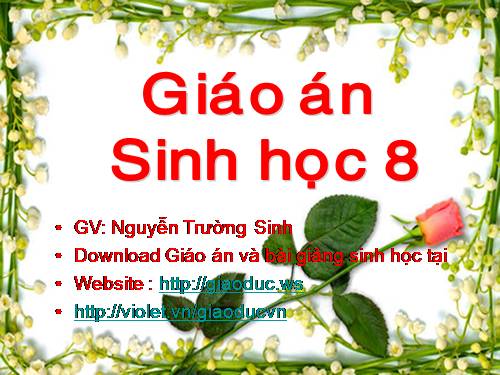 Bài 46. Trụ não. Tiểu não. Não trung gian