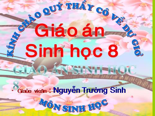 Bài 46. Trụ não. Tiểu não. Não trung gian