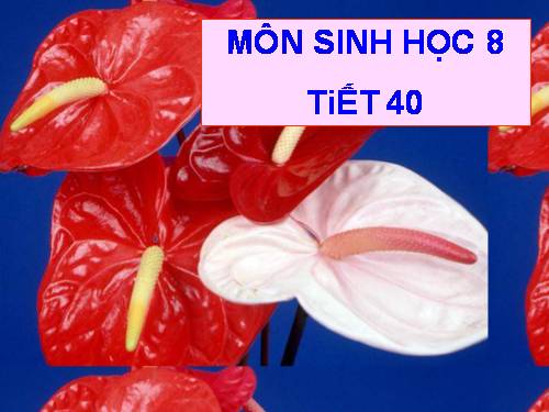 Bài 38. Bài tiết và cấu tạo hệ bài tiết nước tiểu