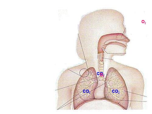 Bài 20. Hô hấp và các cơ quan hô hấp