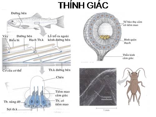 Tranh ảnh cơ quan phân tích thính giác