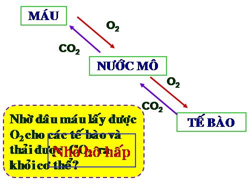 Bài 20. Hô hấp và các cơ quan hô hấp