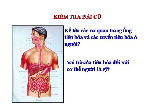Bài 25. Tiêu hóa ở khoang miệng