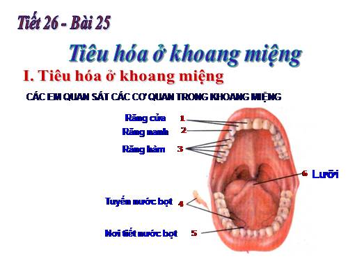 Bài 25. Tiêu hóa ở khoang miệng