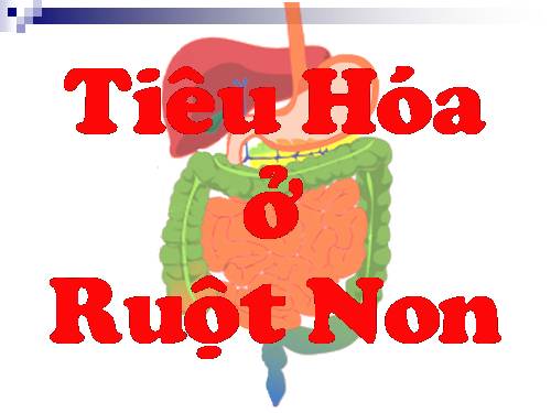 Bài 28. Tiêu hóa ở ruột non