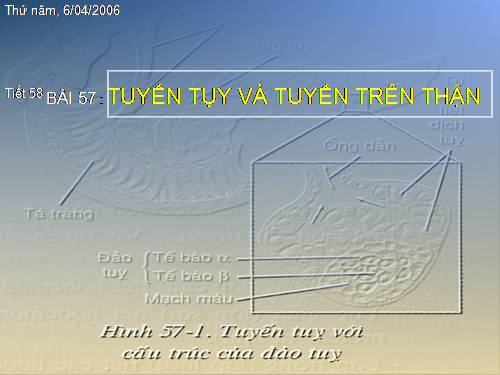 Bài 57. Tuyến tụy và tuyến trên thận