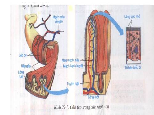 Bài 29. Hấp thụ chất dinh dưỡng và thải phân