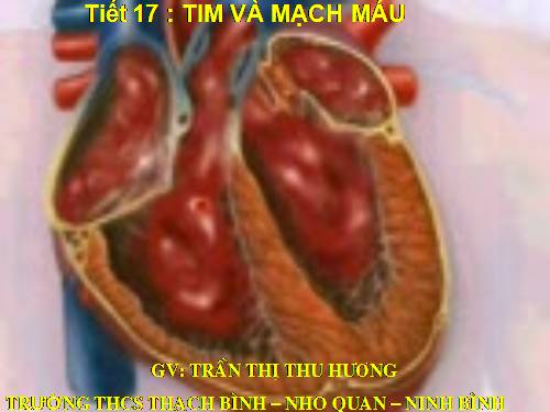 Bài 17. Tim và mạch máu