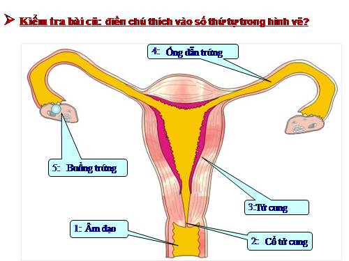 Bài 62. Thụ tinh, thụ thai và phát triển của thai