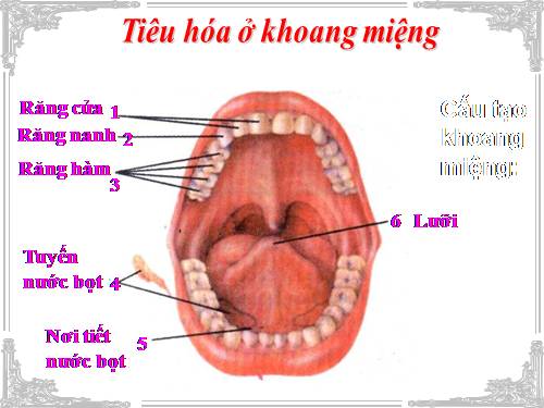 Bài 25. Tiêu hóa ở khoang miệng