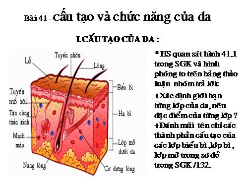 Bài 41. Cấu tạo và chức năng của da