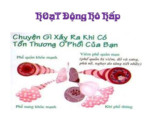 Bài 21. Hoạt động hô hấp