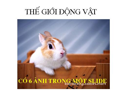 The gioi dong vat