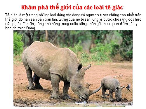 Kham pha the gioi cua loai te giac