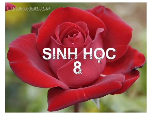 Bài 13. Máu và môi trường trong cơ thể