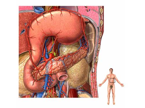 T­ư liệu hình cơ thể người