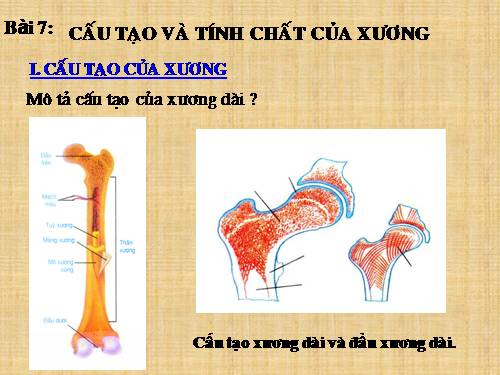 Bài 8. Cấu tạo và tính chất của xương