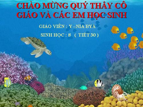 Bài 29. Hấp thụ chất dinh dưỡng và thải phân