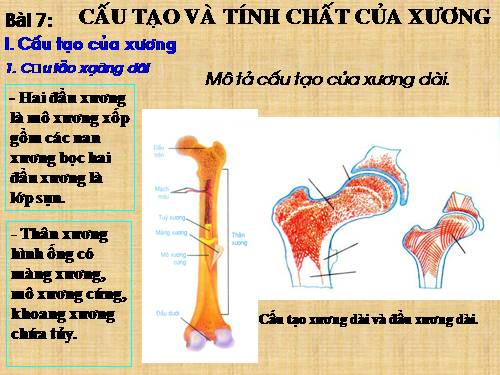Bài 8. Cấu tạo và tính chất của xương