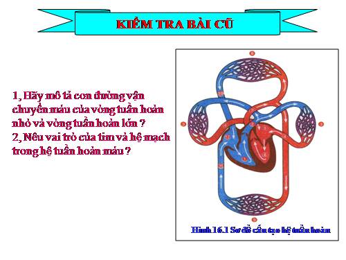 Bài 17. Tim và mạch máu