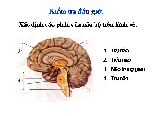 Bài 47. Đại não
