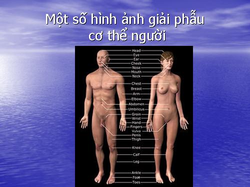 ảnh giải phẫu người