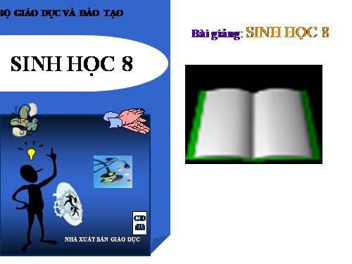 Bài 46. Trụ não. Tiểu não. Não trung gian