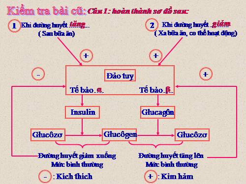 Bài 58. Tuyến sinh dục