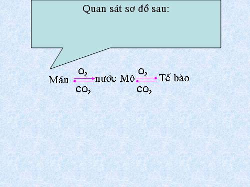 Bài 20. Hô hấp và các cơ quan hô hấp