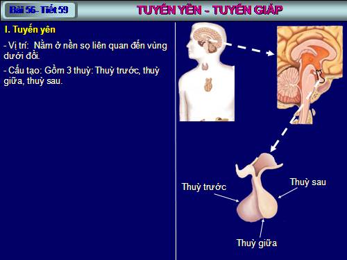 Bài 56. Tuyến yên, tuyến giáp