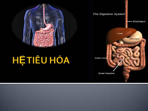 Bài 30. Vệ sinh tiêu hóa