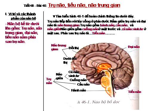 Bài 46. Trụ não. Tiểu não. Não trung gian