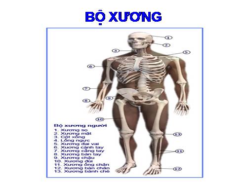 Bài 7. Bộ xương