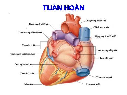 Tuan hoan va Bai tiet