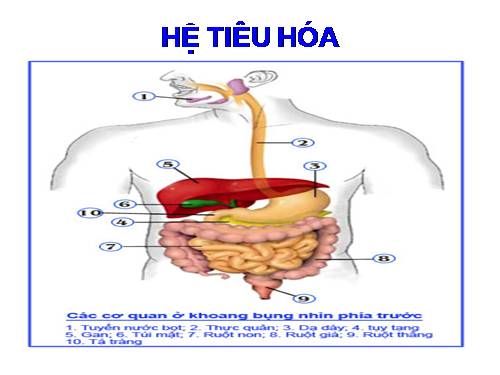 Tieu hoa va Ho hap