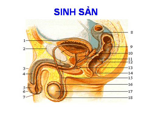 Sinh san va Tranh thai