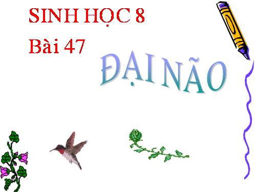 Bài 47. Đại não