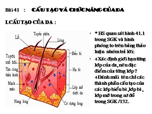 Bài 41. Cấu tạo và chức năng của da