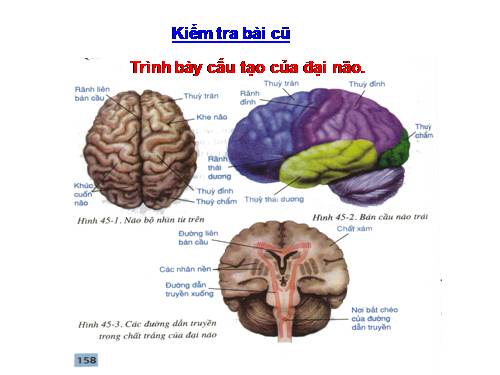 Bài 48. Hệ thần kinh sinh dưỡng