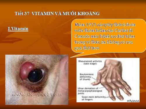 Bài 34. Vitamin và muối khoáng