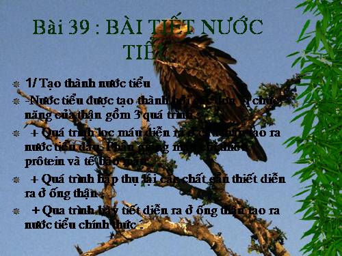 Bài 39. Bài tiết nước tiểu