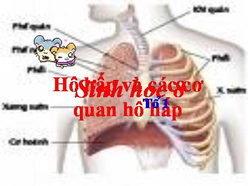 Bài 20. Hô hấp và các cơ quan hô hấp