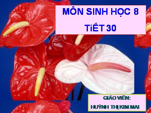 Bài 29. Hấp thụ chất dinh dưỡng và thải phân