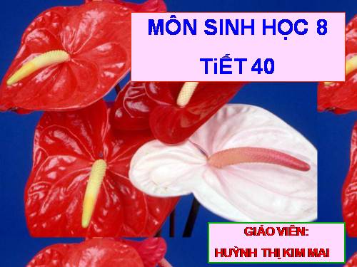 Bài 38. Bài tiết và cấu tạo hệ bài tiết nước tiểu