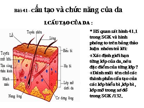 Bài 41. Cấu tạo và chức năng của da