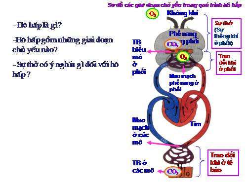 Bài 20. Hô hấp và các cơ quan hô hấp