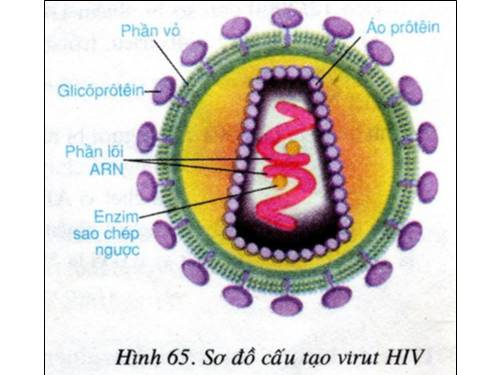 tranh sinh hoc 8 tu 201-220