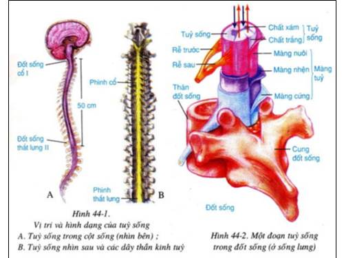 tranh sinh hoc 8 tu 141-160