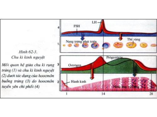 tranh sinh hoc 8 tu 181-200