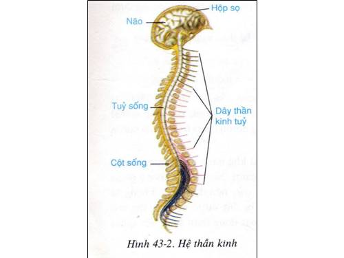 tranh sinh hoc 8 tu 101-140